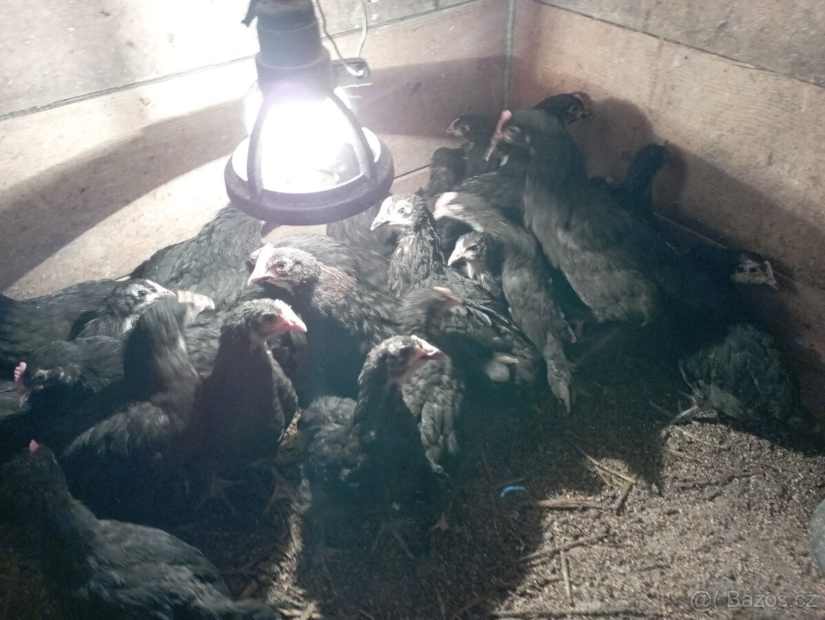 Nasadova vejce marans Brno - 2