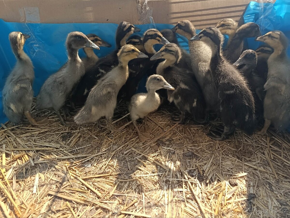 Indický běžec - 2