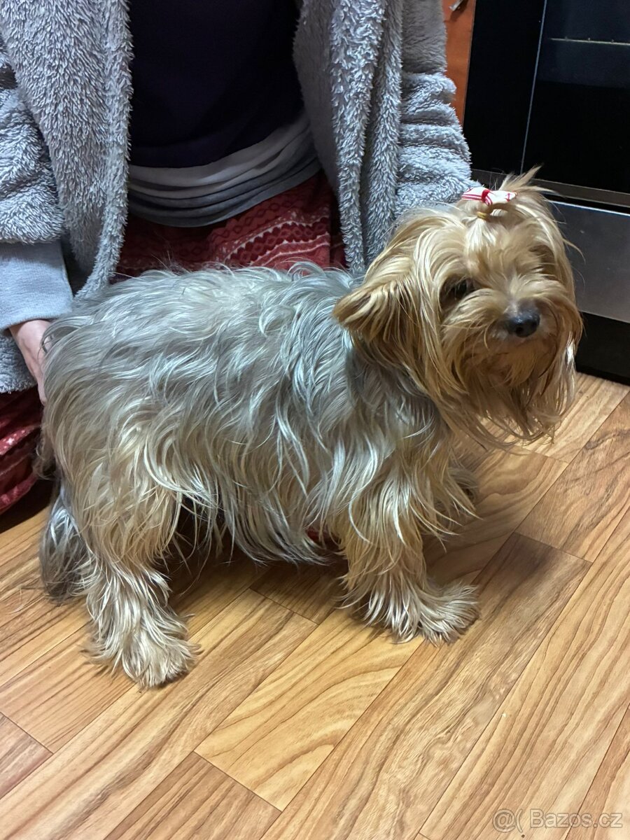 yorkširský teriér - 2