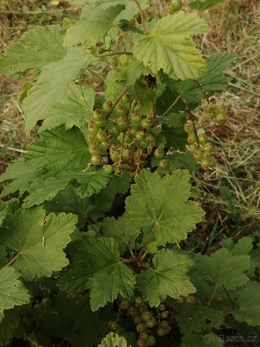 Pronájem zahrady - 2