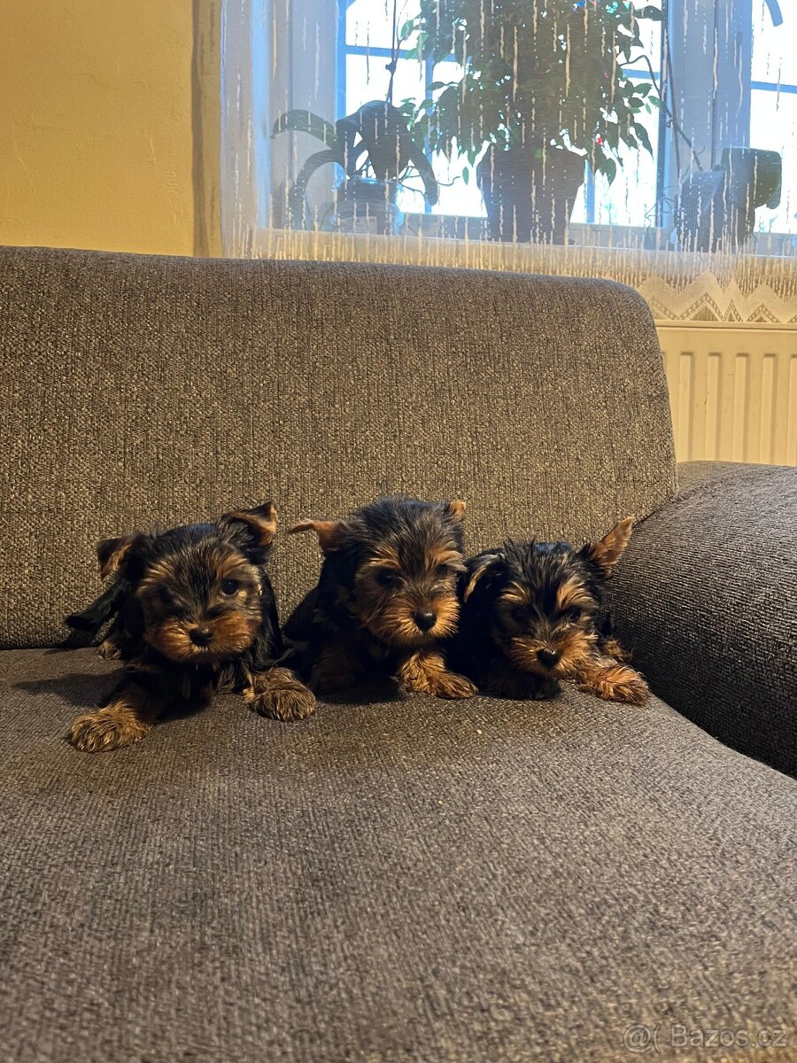 Jorkšírský teriér bez PP - 2