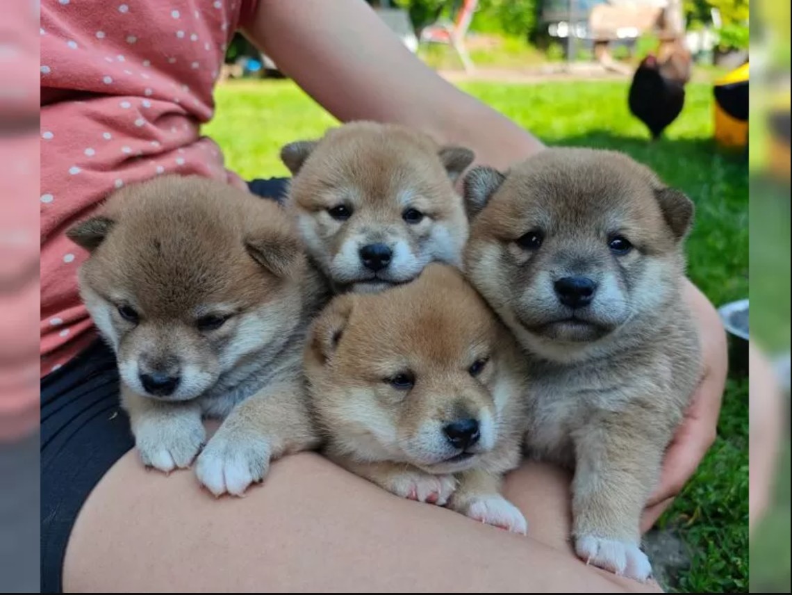 Krásná štěňata Shiba Inu - 2