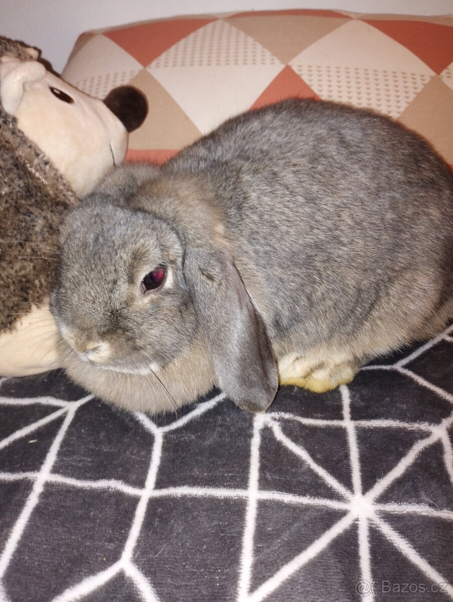 Daruji samičku zakrslého beránka - 2