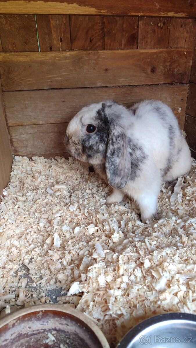 Zakrslý beránek kluk - 2