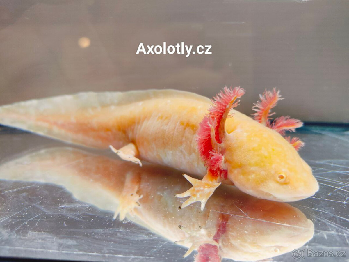 Na prodej Axolotl - Axolotly.cz - 2