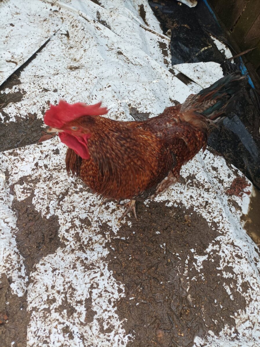 Prodám dva kohouty - 2