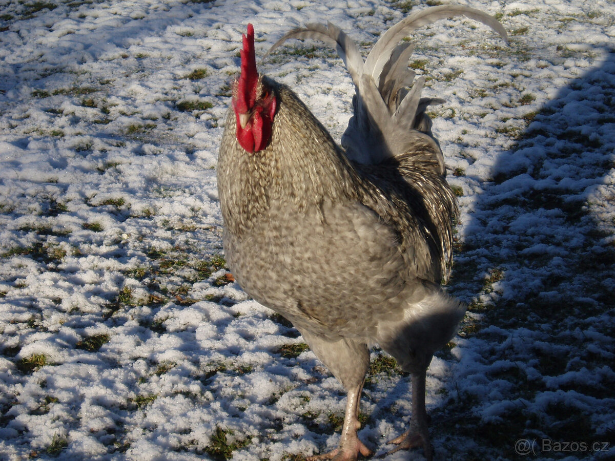 Prodám krásného kohouta do chovu - 2