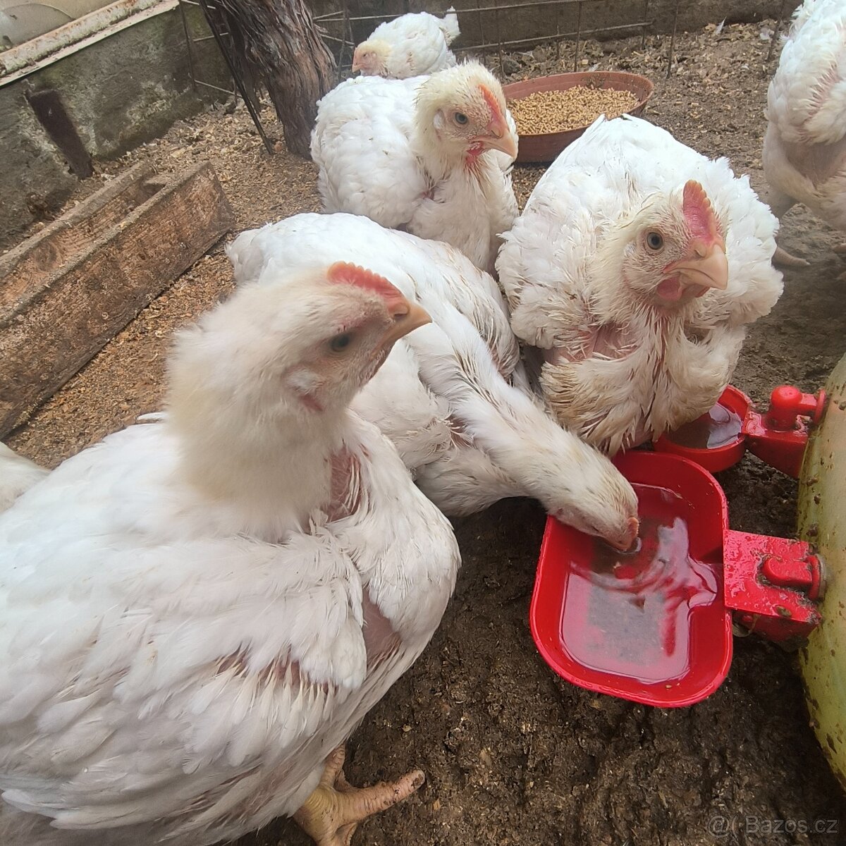 Prodám domácí brojlerová kuřata - 2