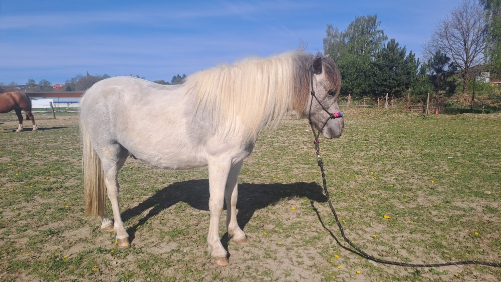 welsh, pony valach 2 roky - 2