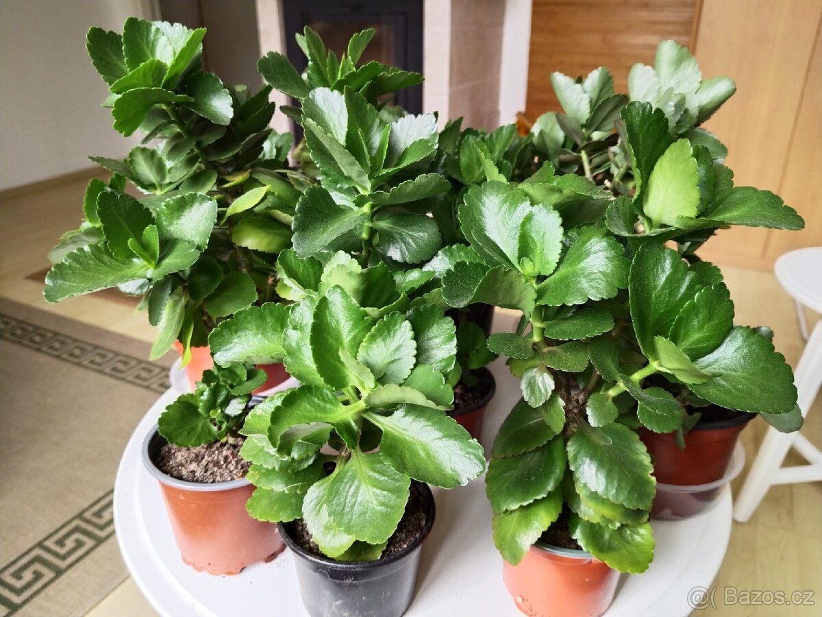Kalanchoe červeně kvetoucí - 2