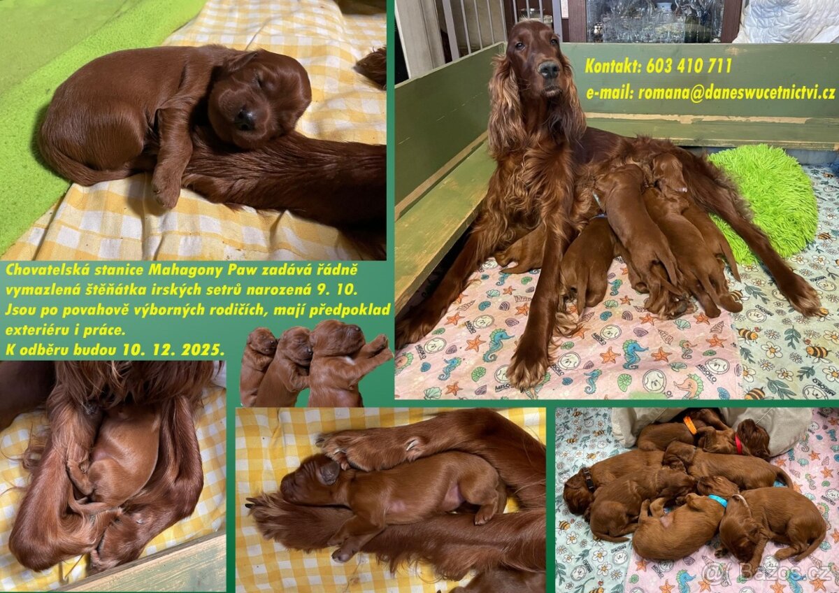 Irský setr štěňata s PP - 2