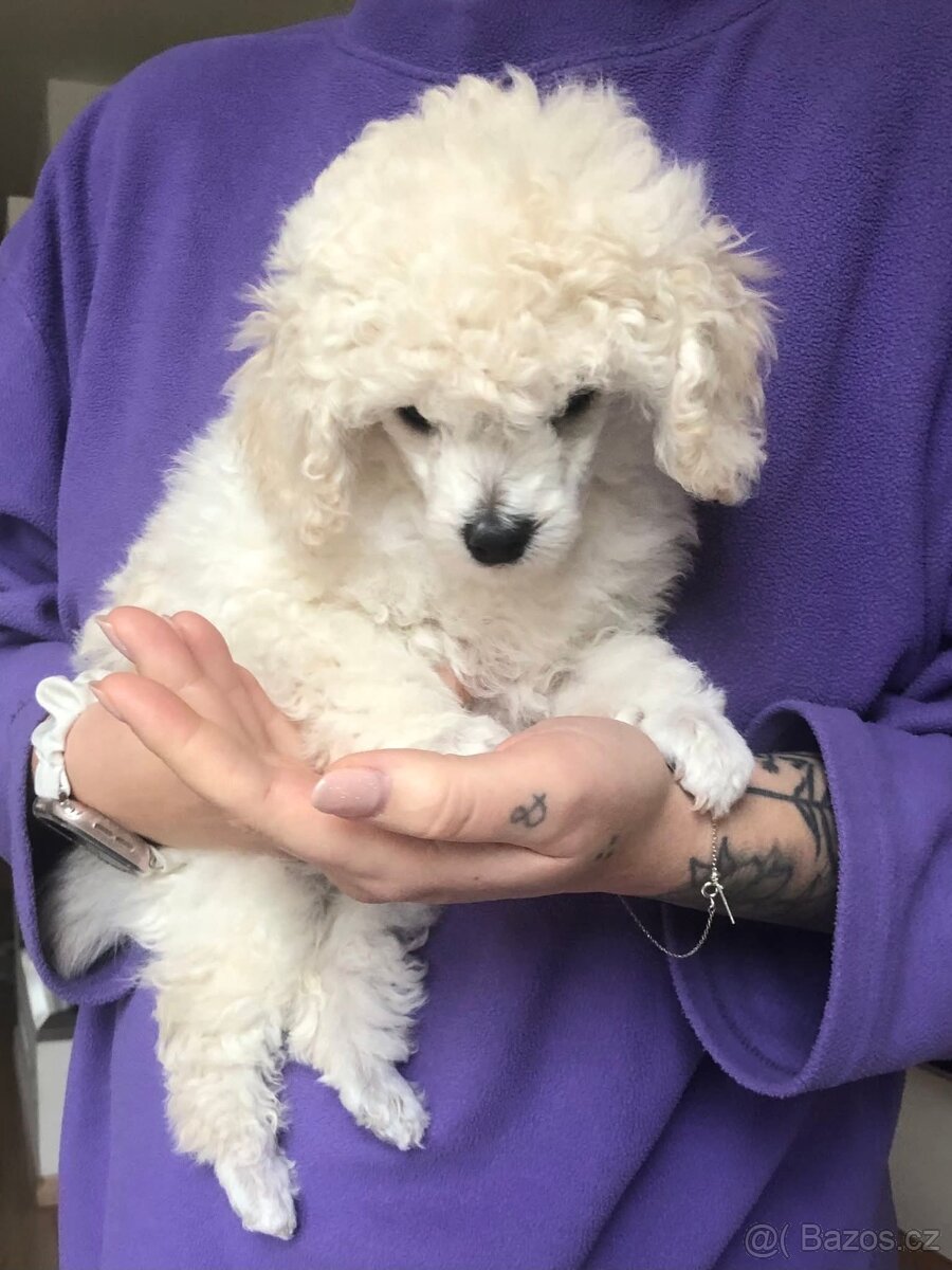 Pudl bílý Toy s PP - 2