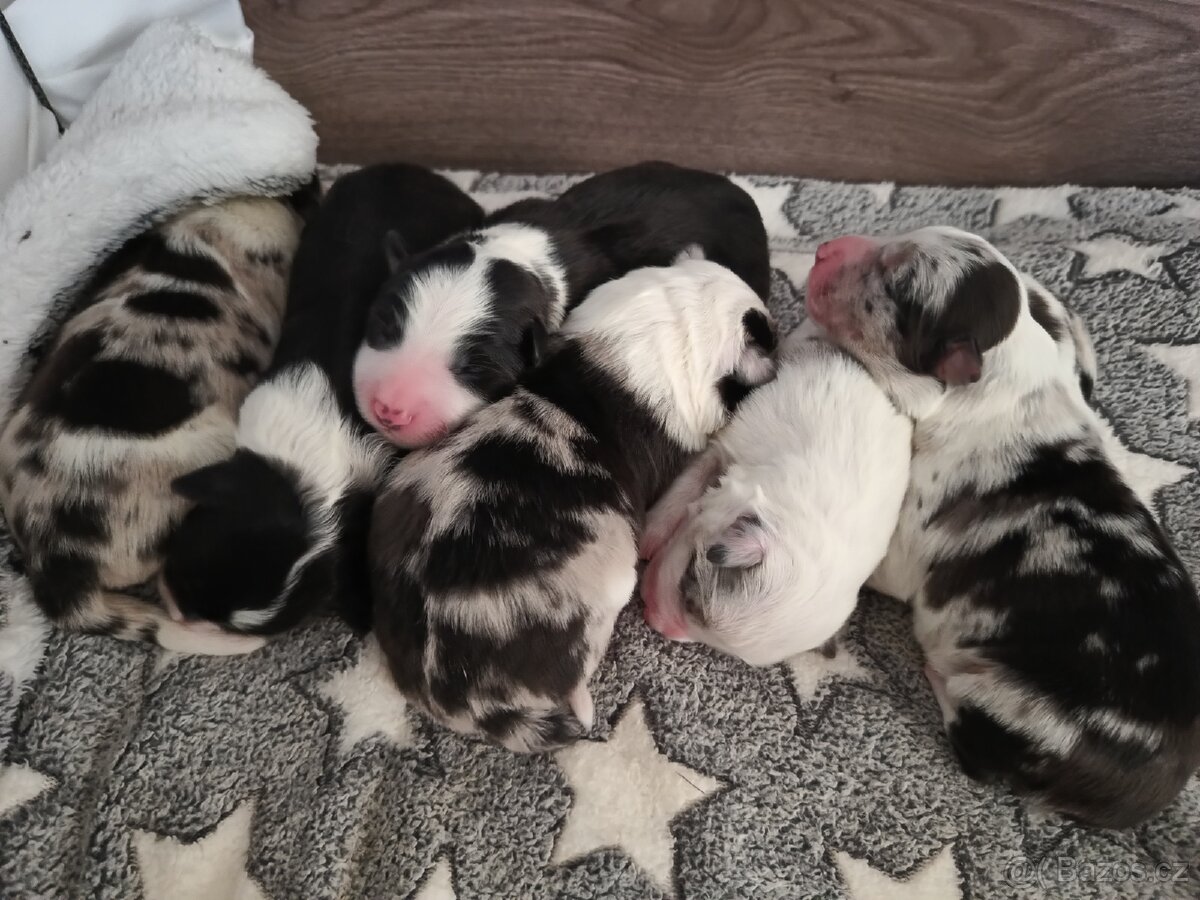 Štěňátka border kolie s PP - 2