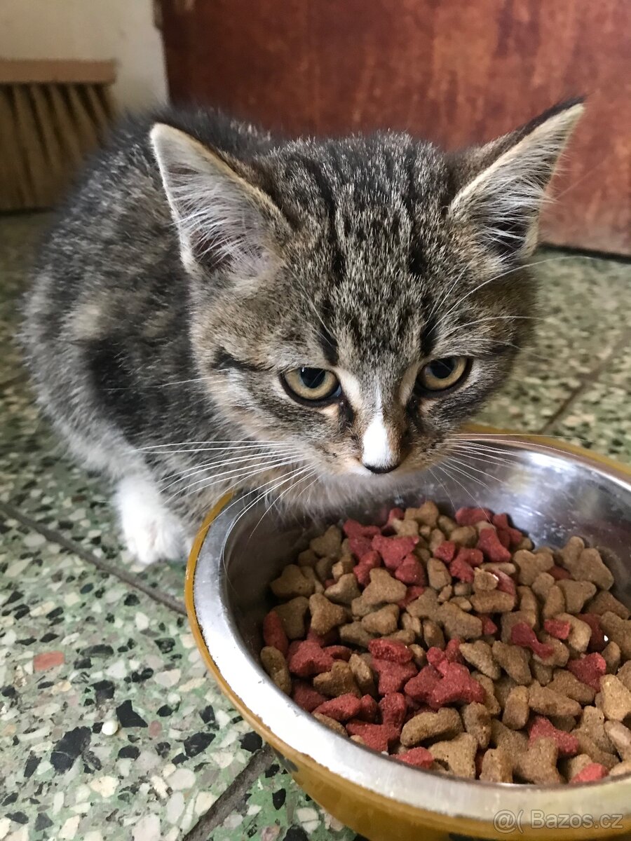 daruji koťátka - 2