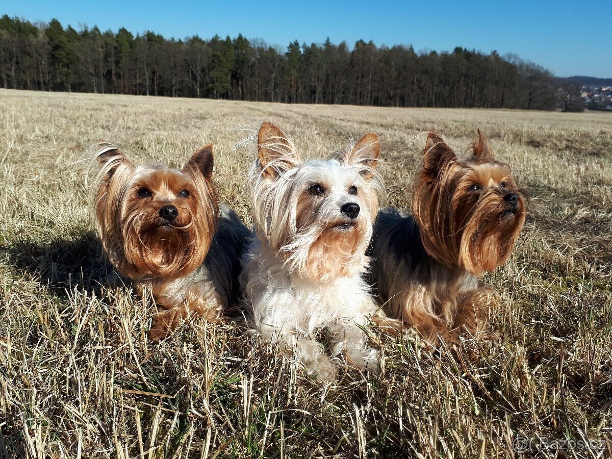 Jorkšírský teriér, Biewer yorkšírský teriér připuštění,krytí - 2