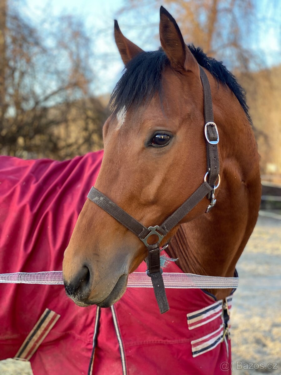 Plnokrevný valach na prodej - 2