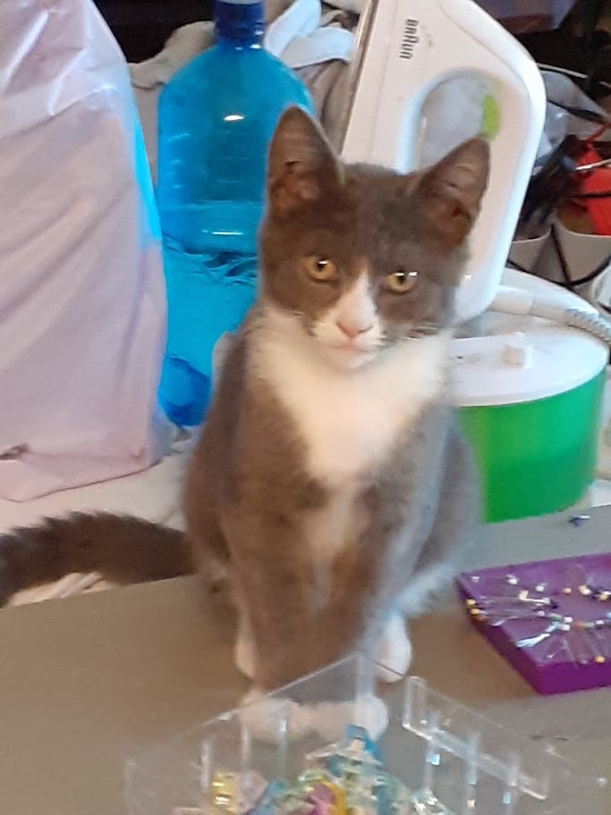 mainská mývalí kočka - 2