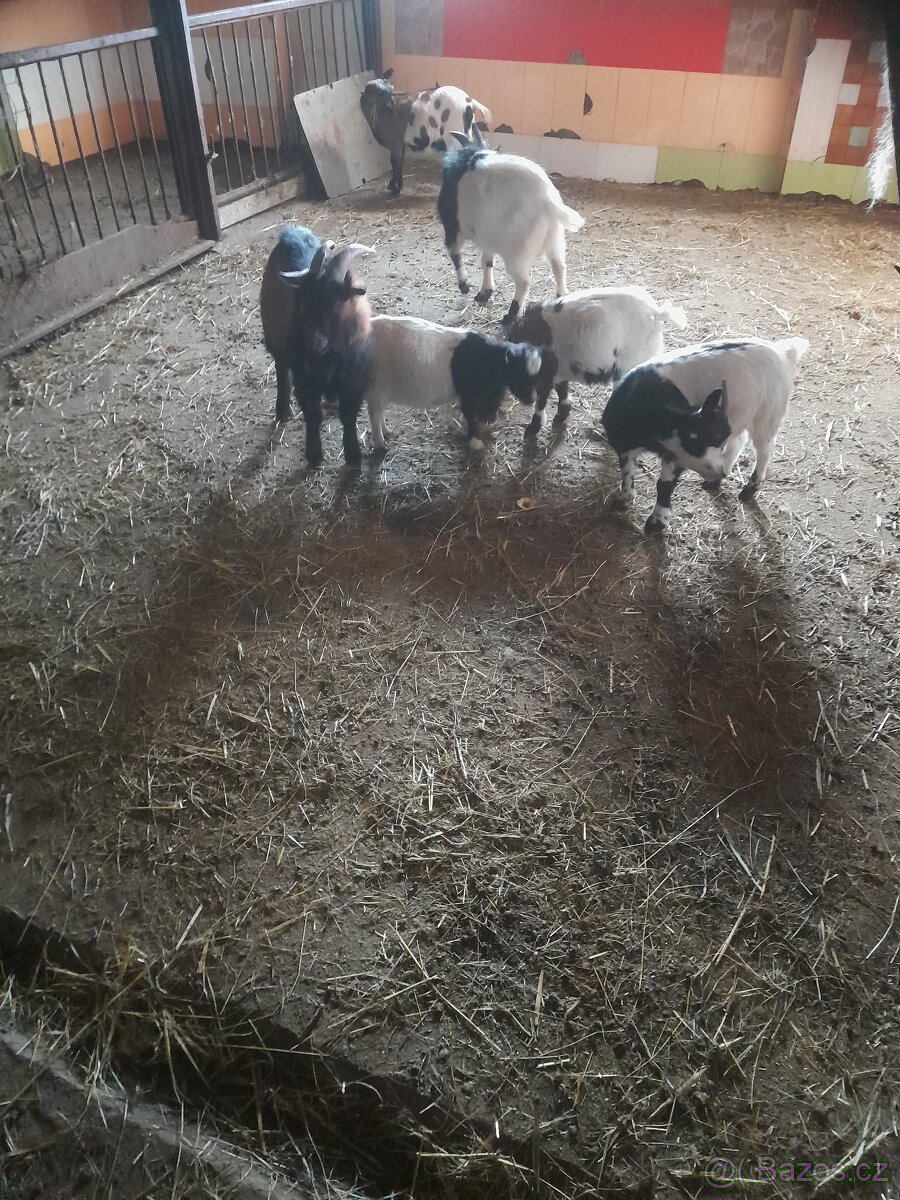 Prodám kozy - 2