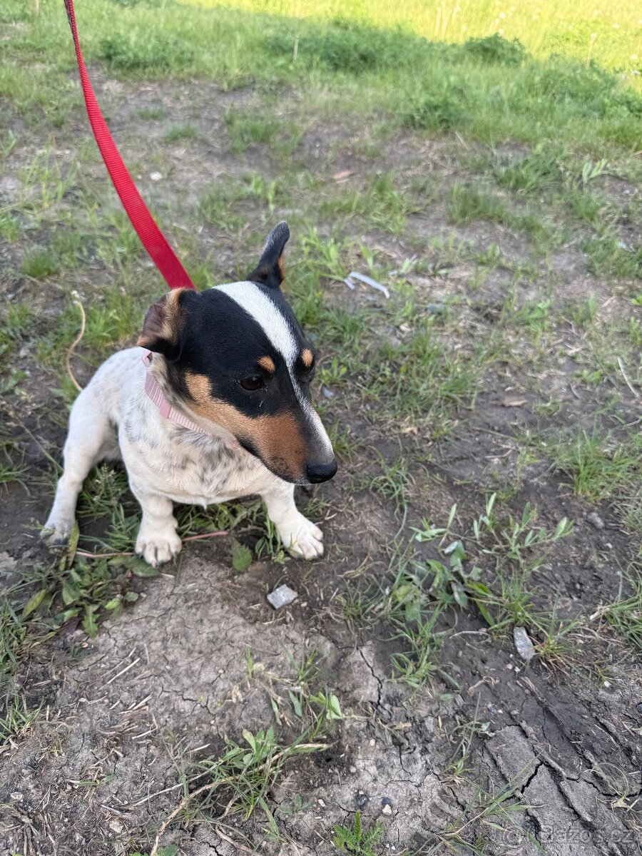 Jack Russell - 2