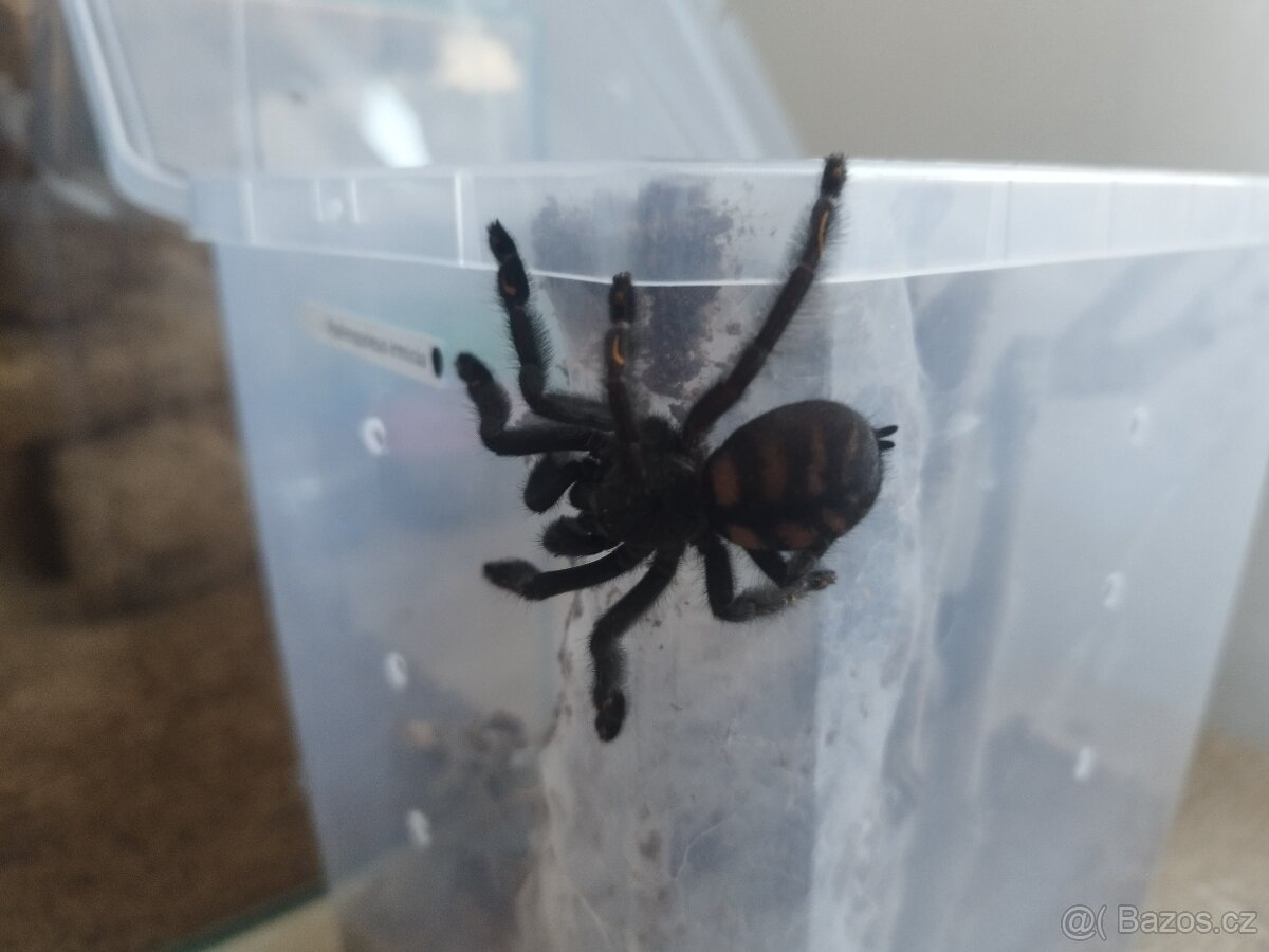 Psalmopoeus irminia - 2