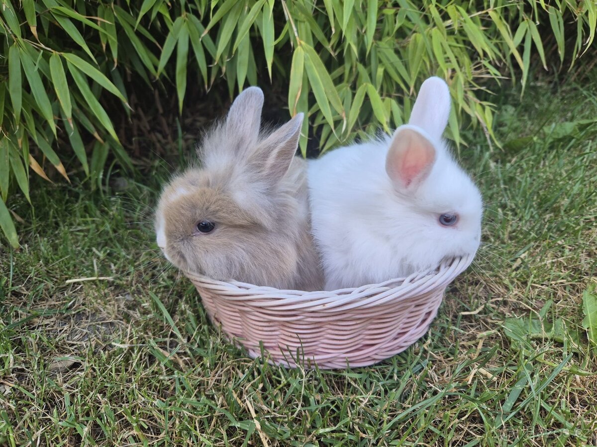 Králík, zakrslý králíček - 2