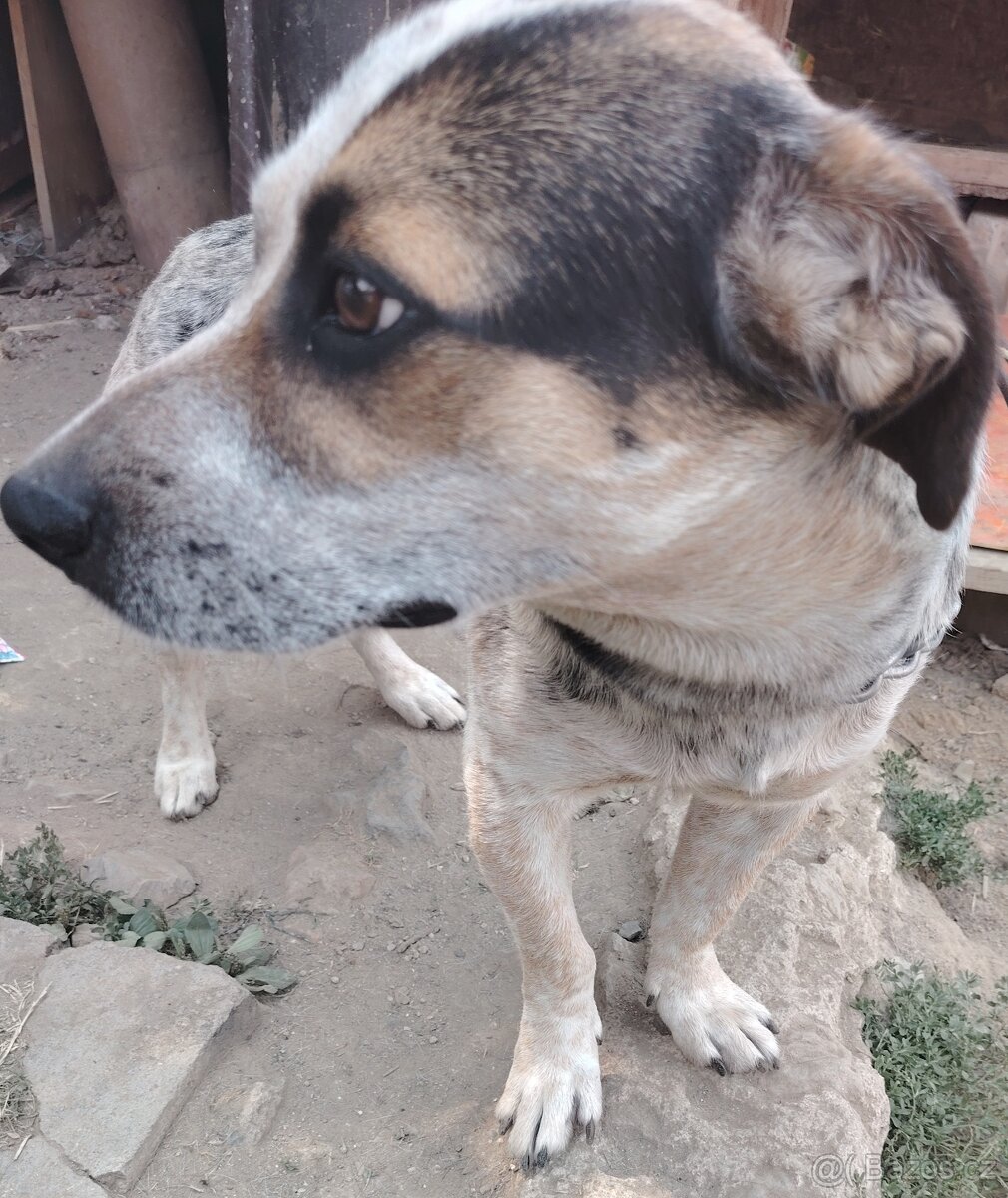 Levecki pes 🐕 - 2