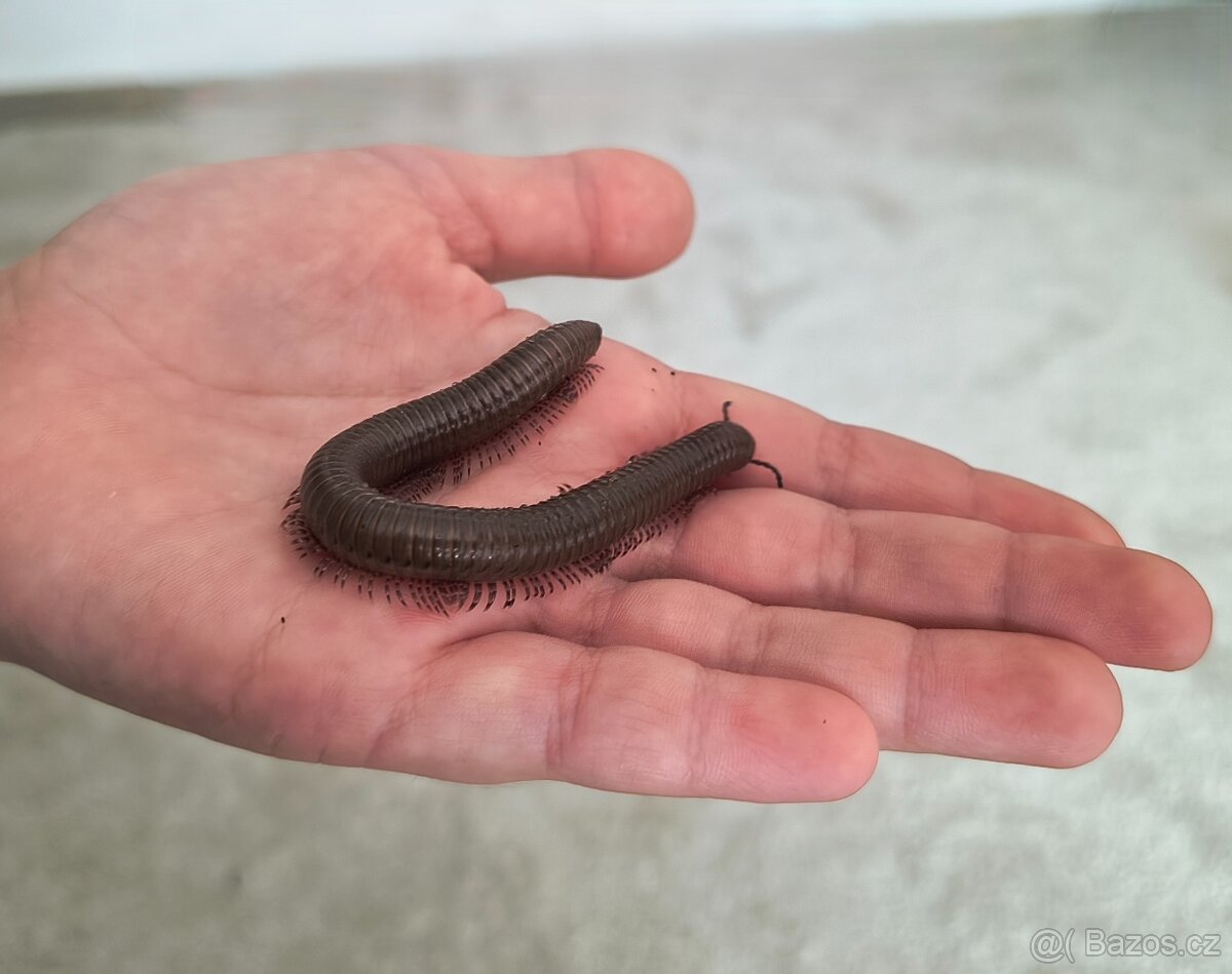 Mnohonožky Telodeinopus aoutii - 2