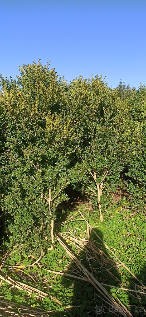 Buxus - zimostráz 2metry - 2