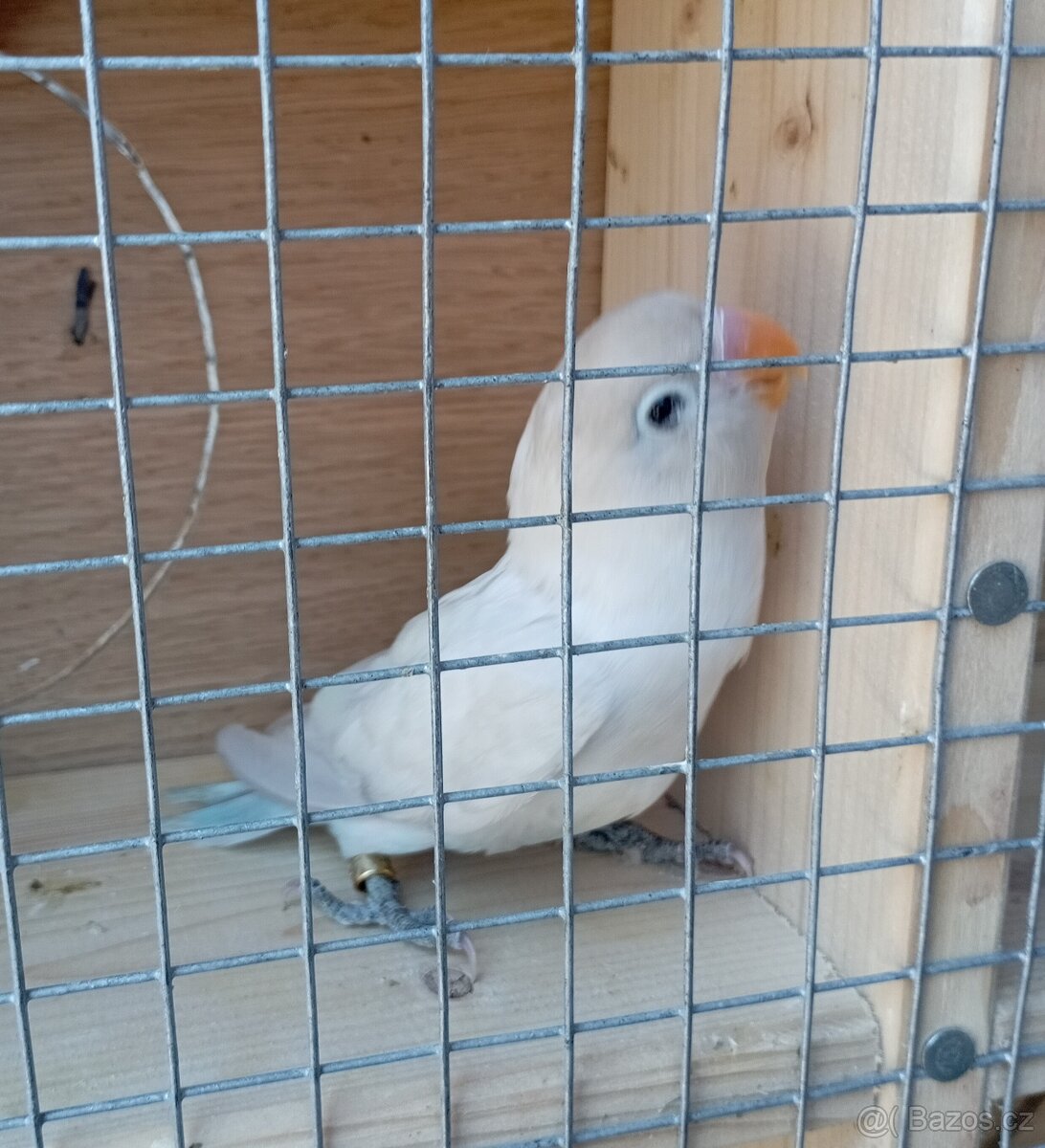 Prodám Agapornis škraboškový - 2