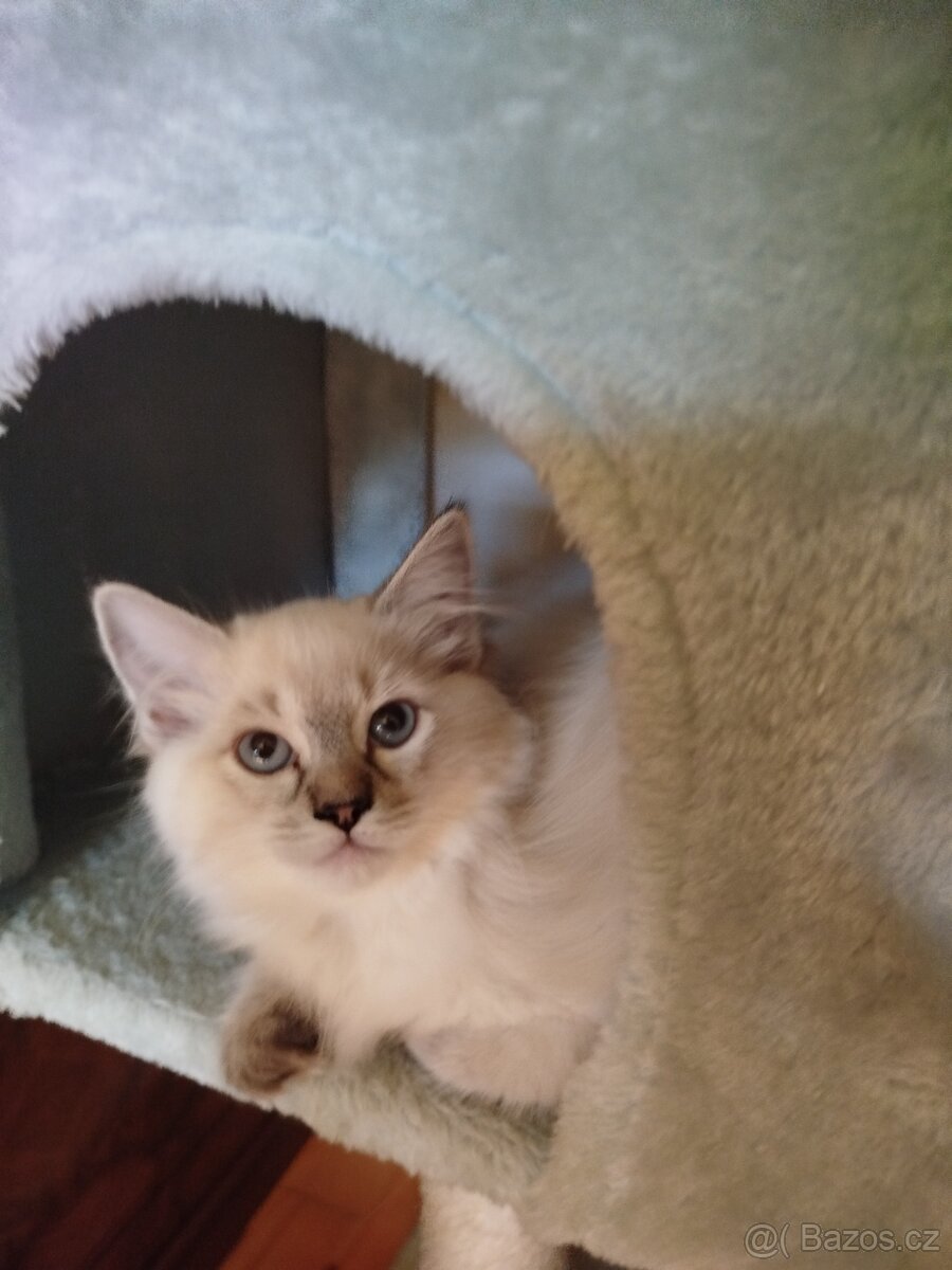 Ragdoll - 2