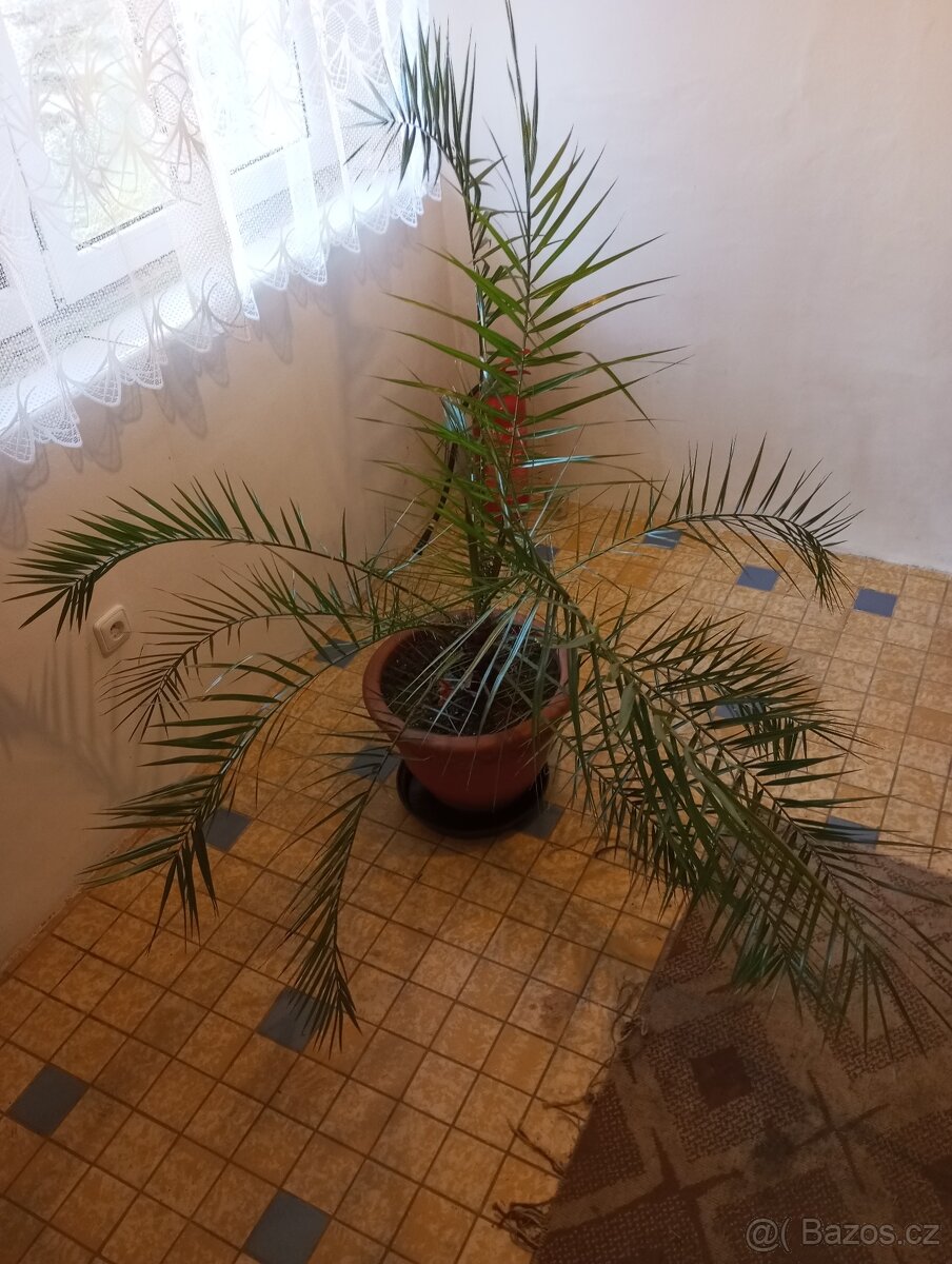 Datlová palma výšky 160 cm a šířky 160 cm - 2