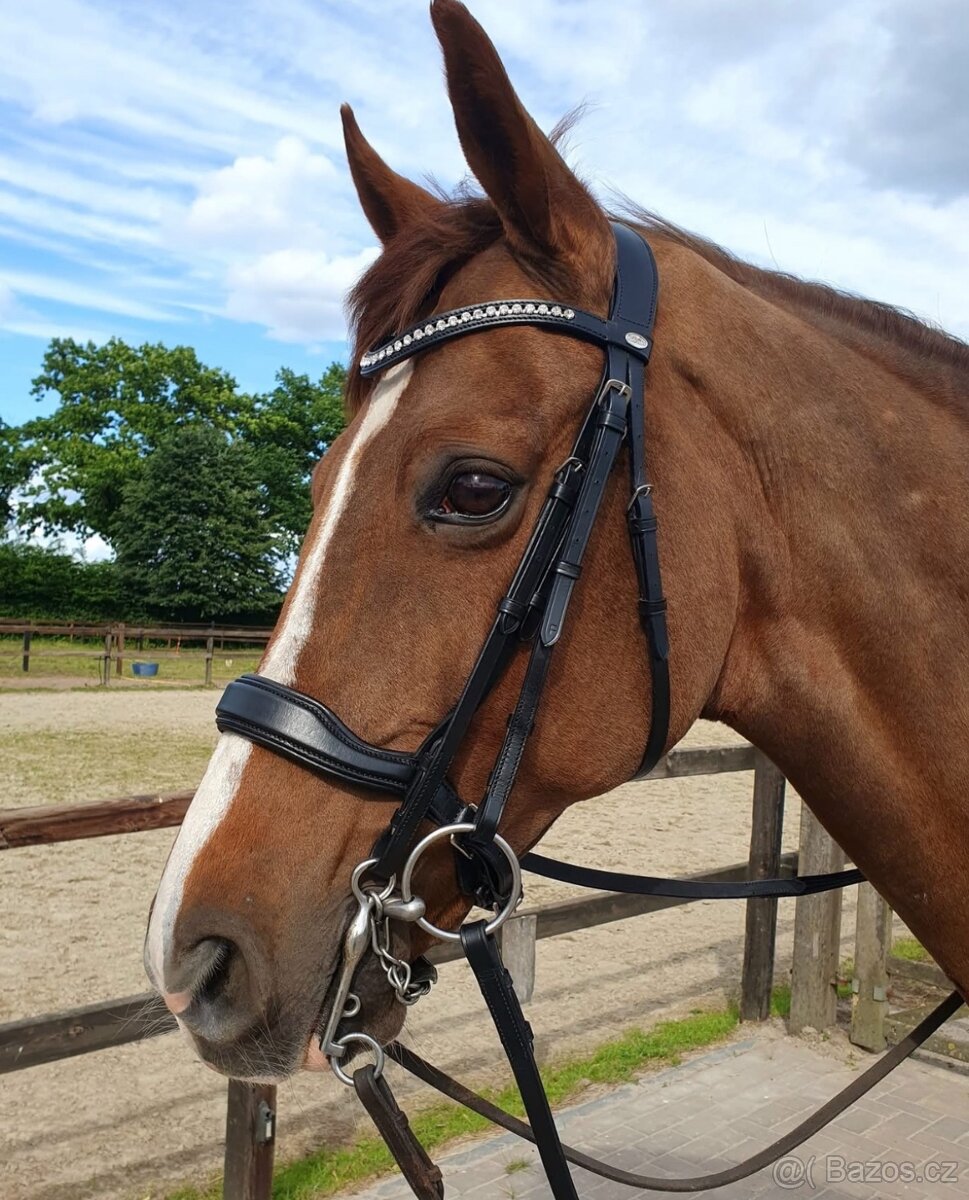 Uzda - nová, full, černá - 2