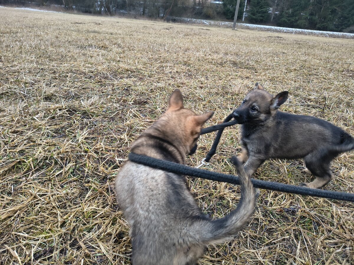 Německý ovčák - štěně s PP - 2