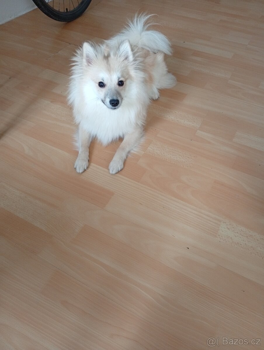 Daruji ročního špice trpasličího - 2