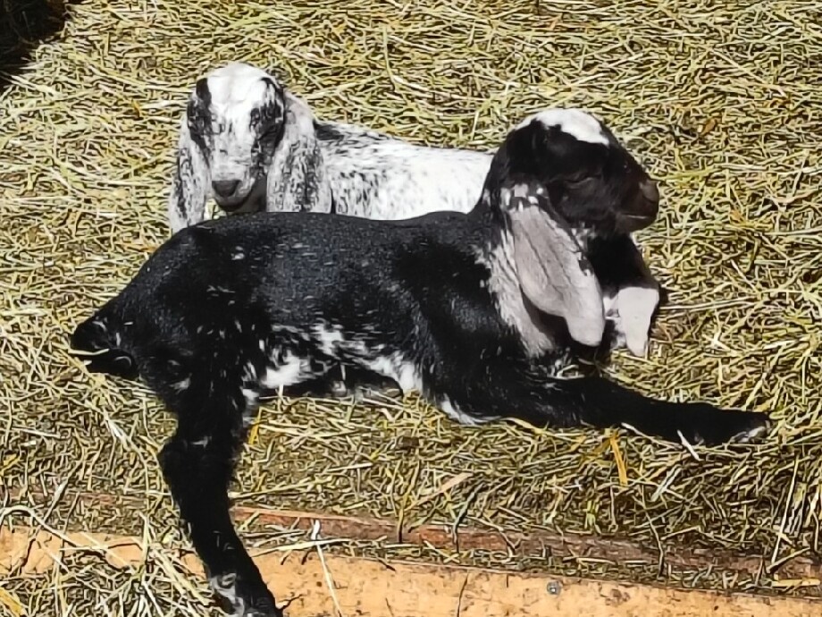 100% AN kozička - 2