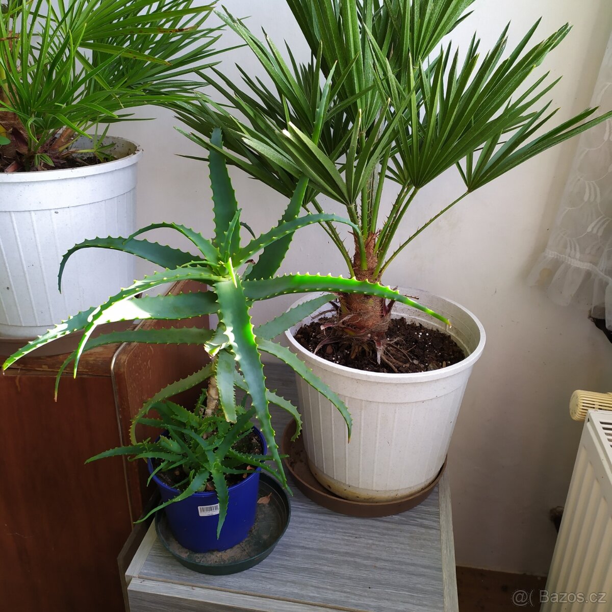 Aloe - už velká pěkná starší rostlina - 2