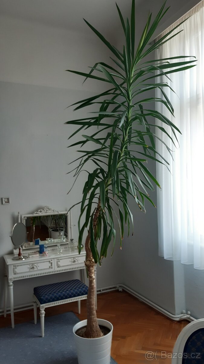 Pokojová květina - 2