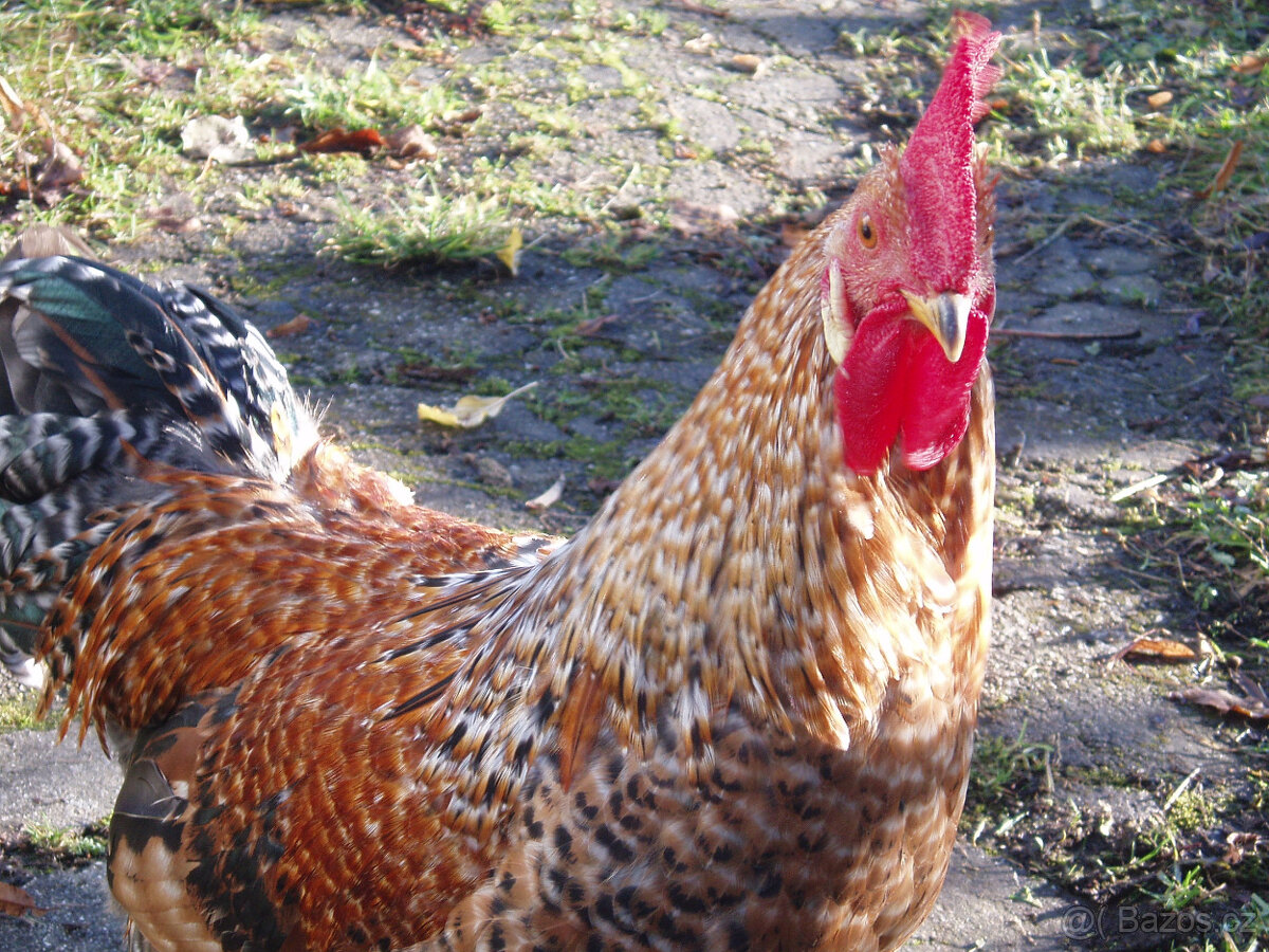 Prodám kohouta, kohoutky do chovu - 2