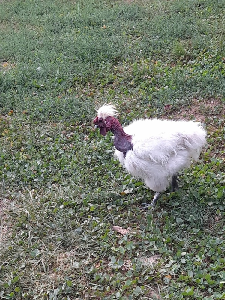 Kohoutek Holokrček, zdarma - 2