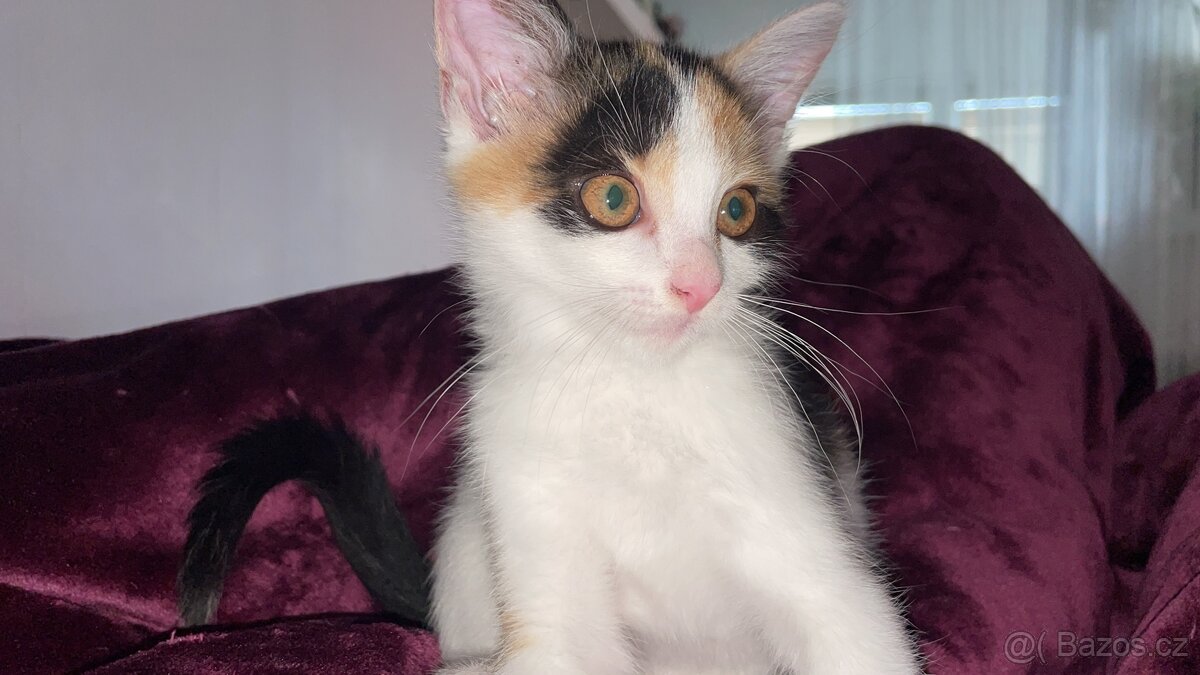 Daruji kotě 4,5 měs - 2