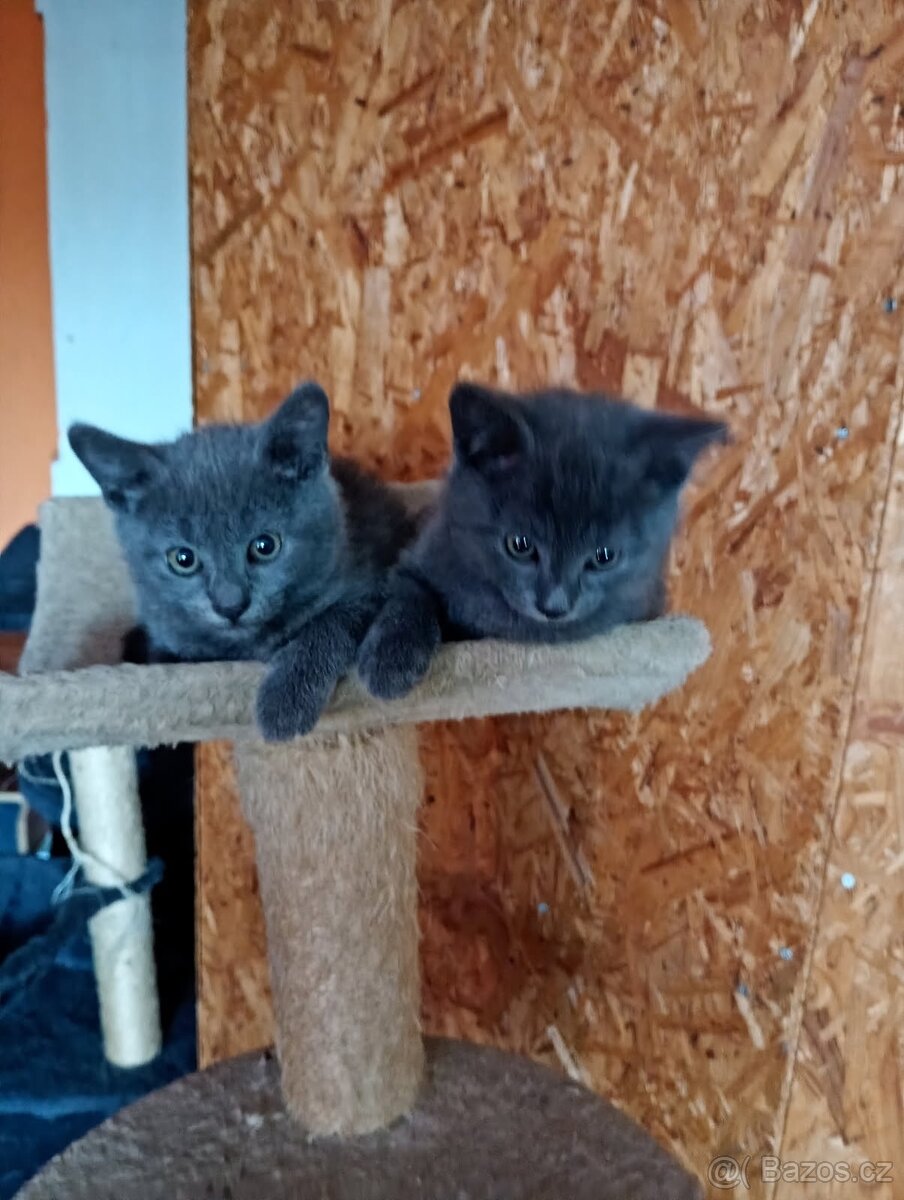 Prodám britské modré kocourky bez PP - 2