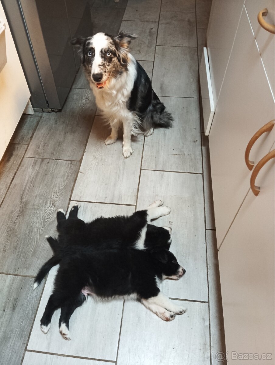 Border kolie, pejsci - 2