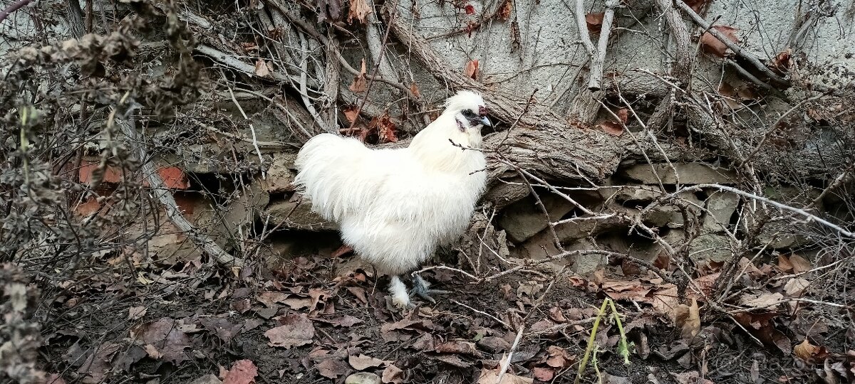 Kohout Hedvábnička - 2