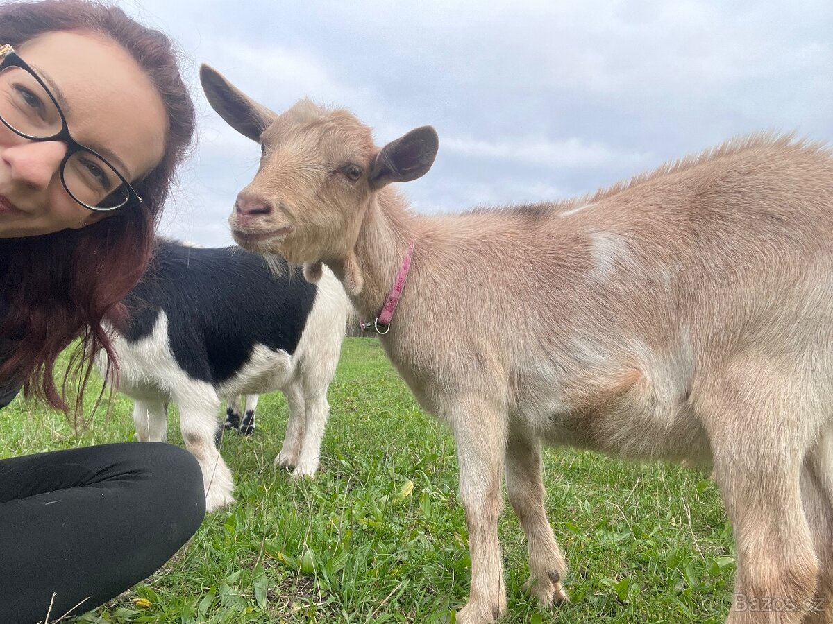 Holandská zakrslá koza - 2
