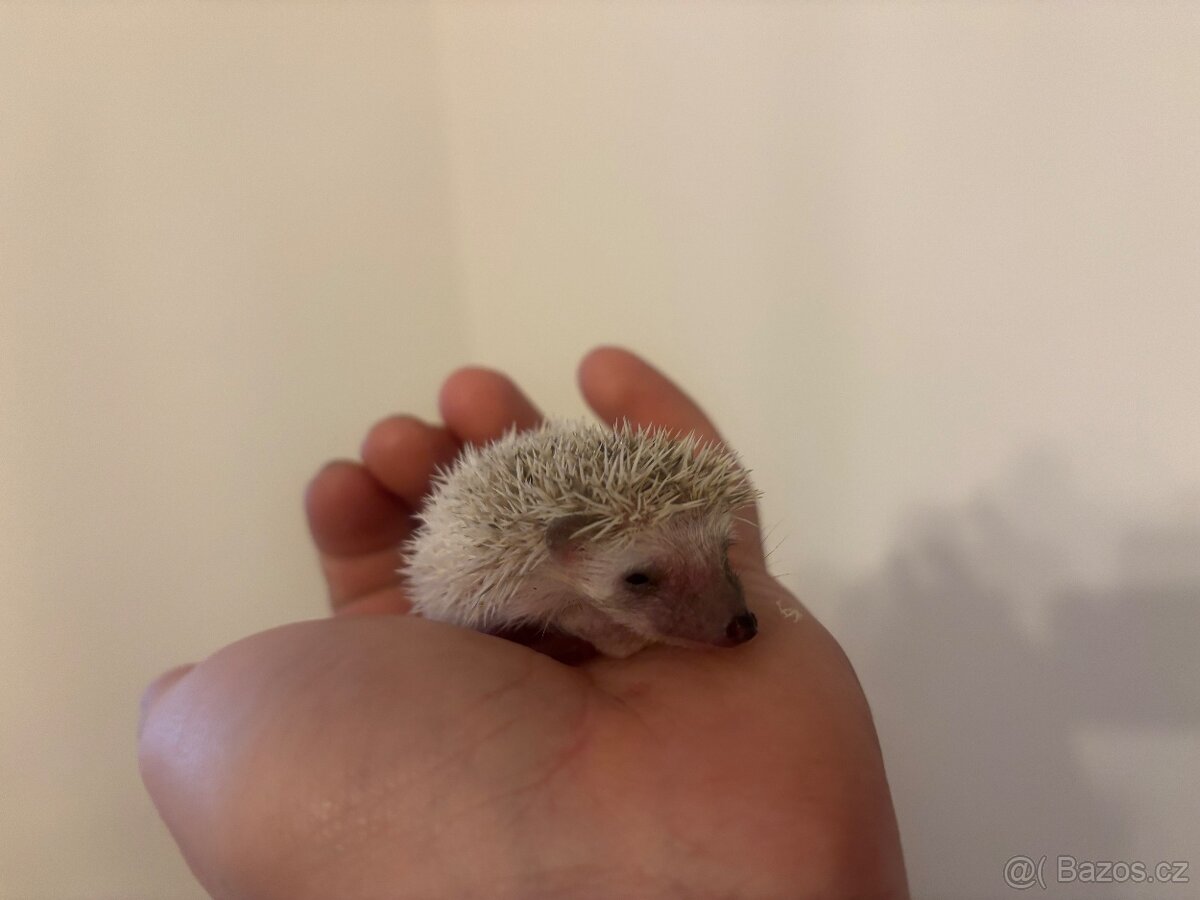 Ježek bělobřichý - 2