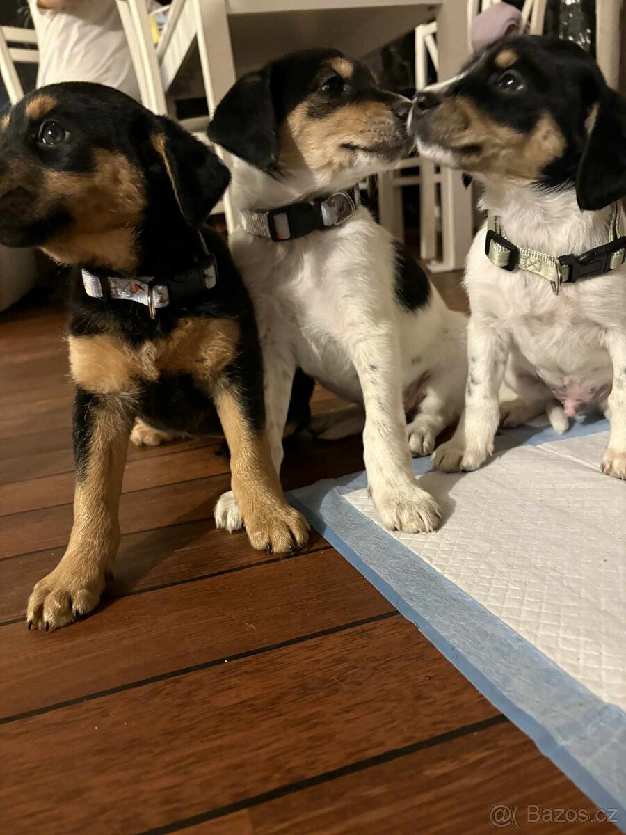 Štěňátka - 2