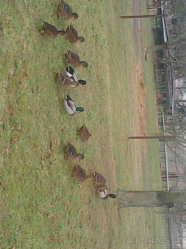 Prodám divoké kachny - 2