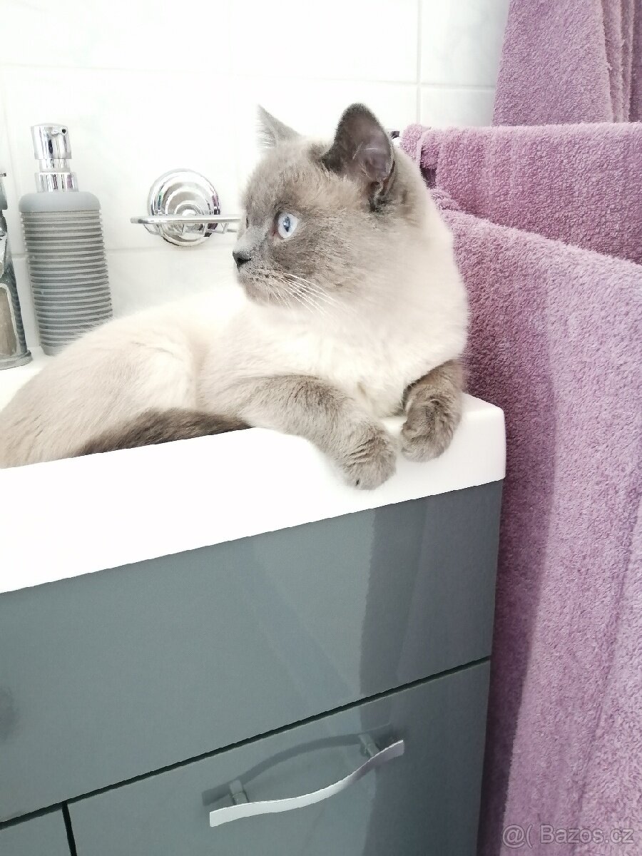 Krytí britský colorpoint blue-Praha západ - 2