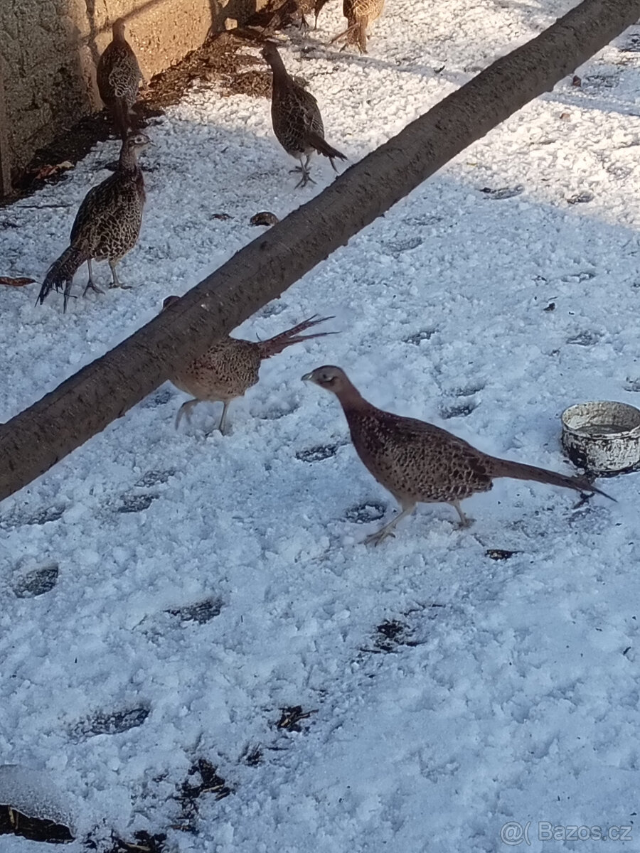 Bažant obecný - 2
