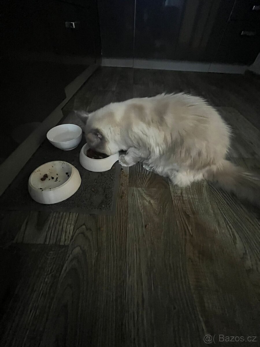 Ragdoll Kocour bez PP - 2